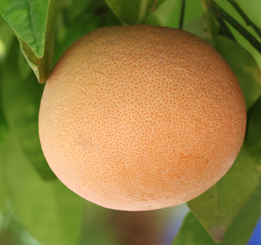 Rio Red Grapefruit Tree